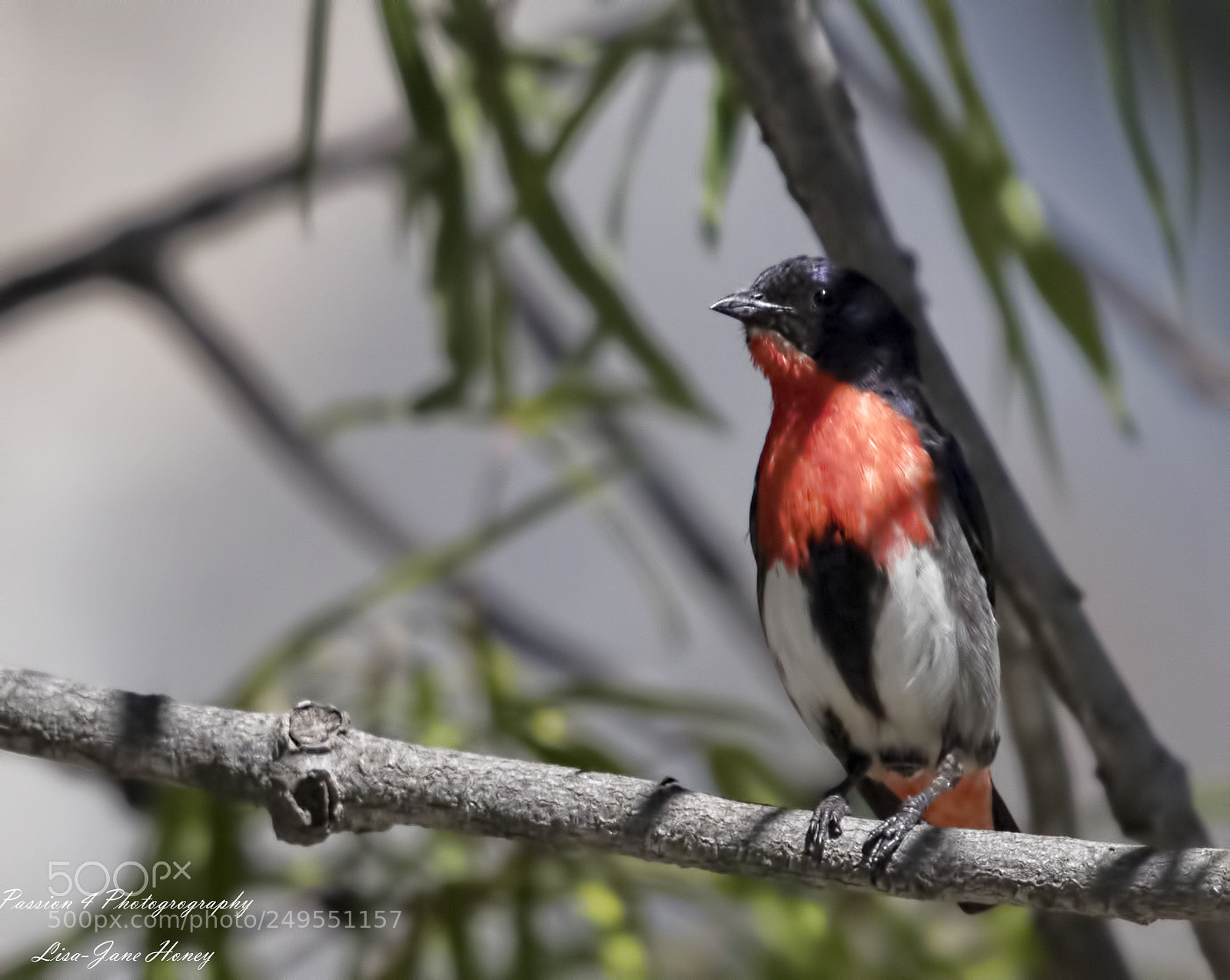 Canon EOS 80D sample photo. Male mistletoe bird photography