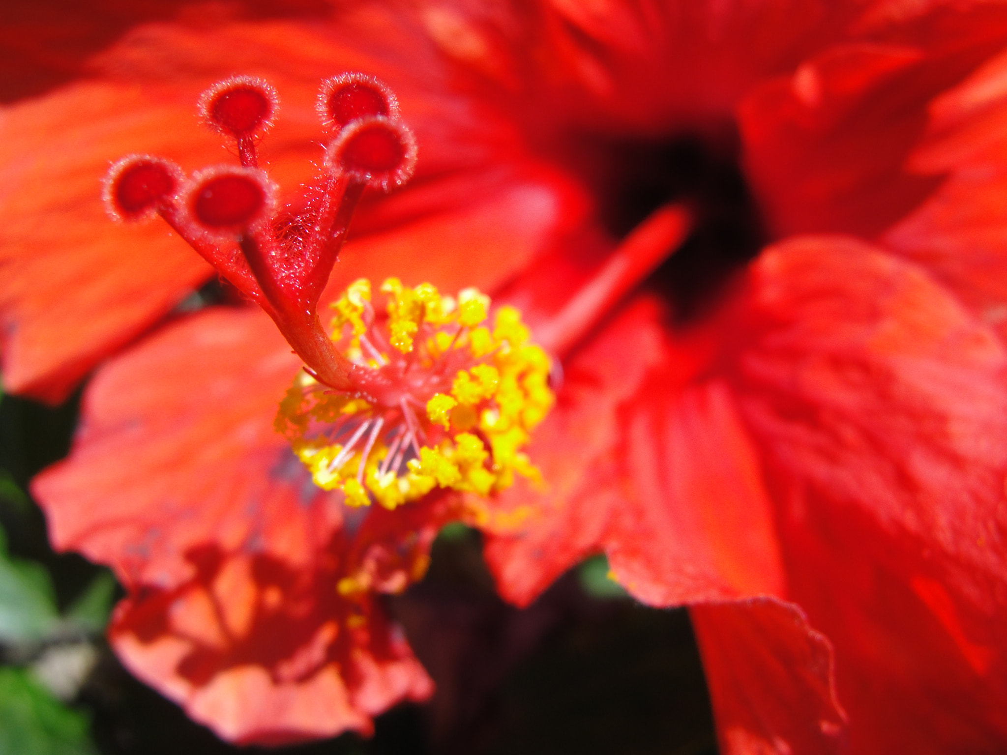 Sony Cyber-shot DSC-H20 sample photo. Fleur photography