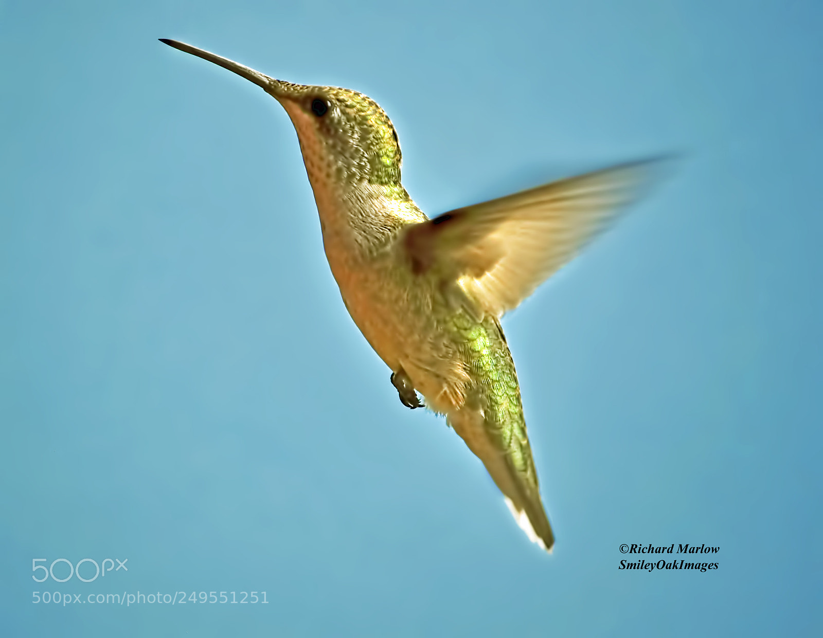 Nikon D5000 sample photo. Hummingbird photography
