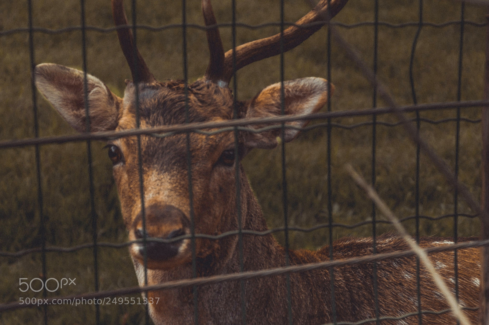 Canon EOS 1100D (EOS Rebel T3 / EOS Kiss X50) sample photo. Wild fence photography