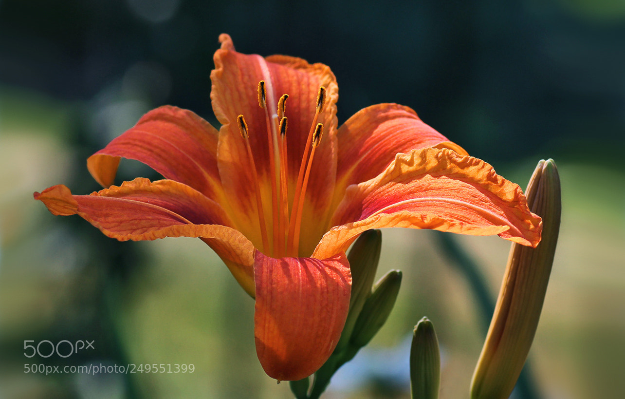Canon EOS 60D sample photo. Iut photography