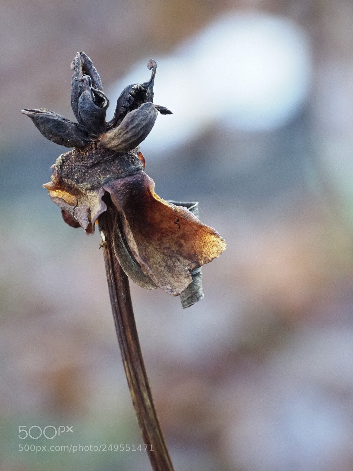 Olympus OM-D E-M1 Mark II sample photo. It’s over! photography