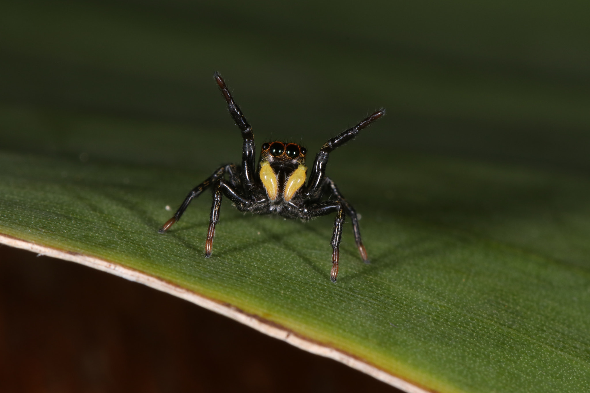 Canon EF 100mm F2.8L Macro IS USM sample photo. Img photography