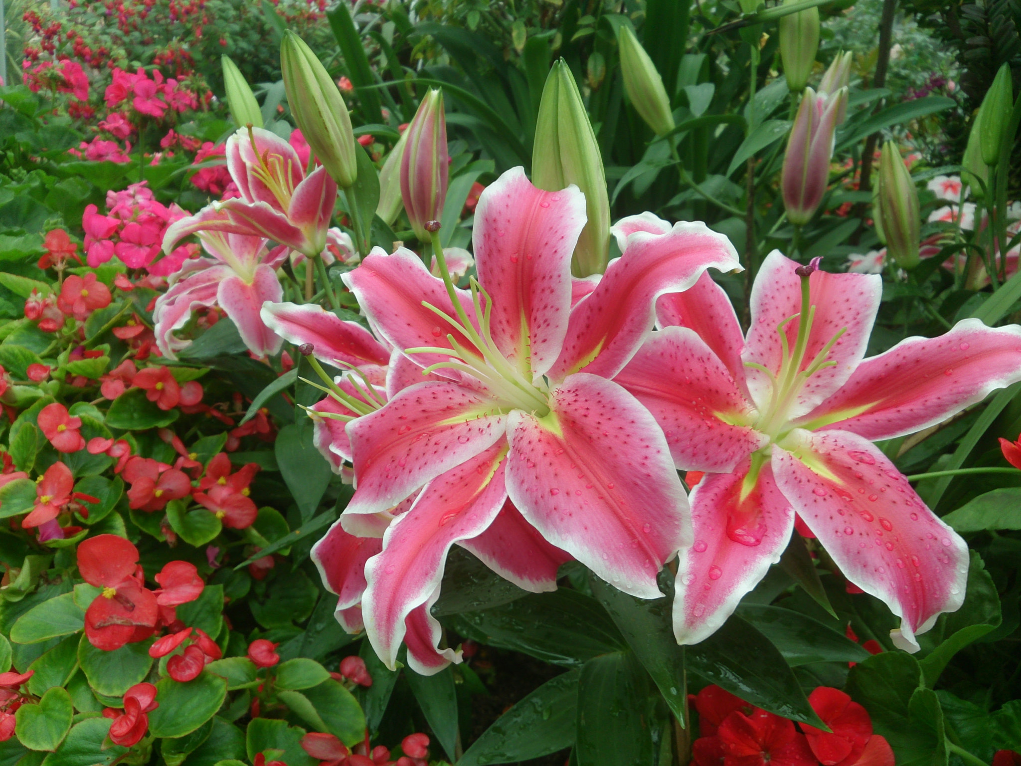 Sony Xperia Z sample photo. Lily, chiang mai thai photography