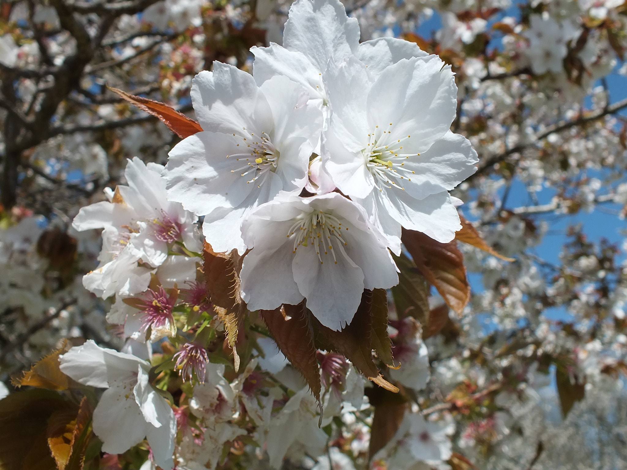 Fujifilm FinePix HS30EXR sample photo. Cherry blossom beauty photography