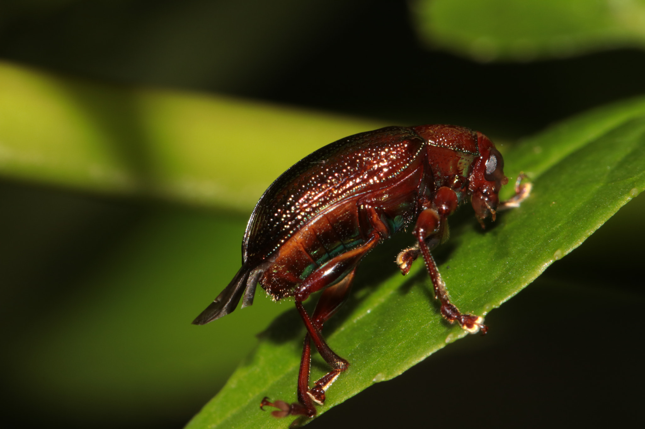 Canon EF 100mm F2.8L Macro IS USM sample photo. Img photography