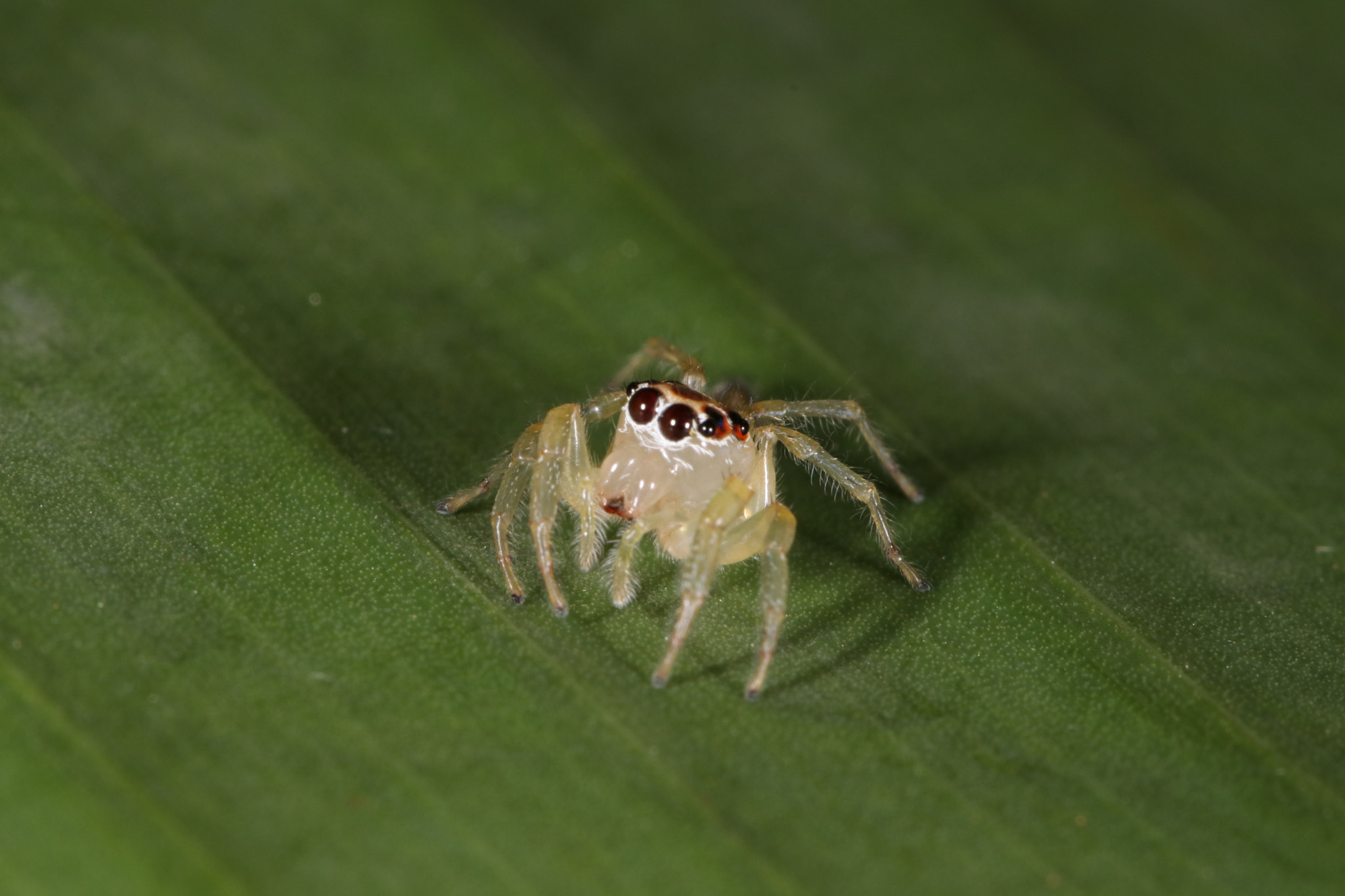 Canon EF 100mm F2.8L Macro IS USM sample photo. Img photography