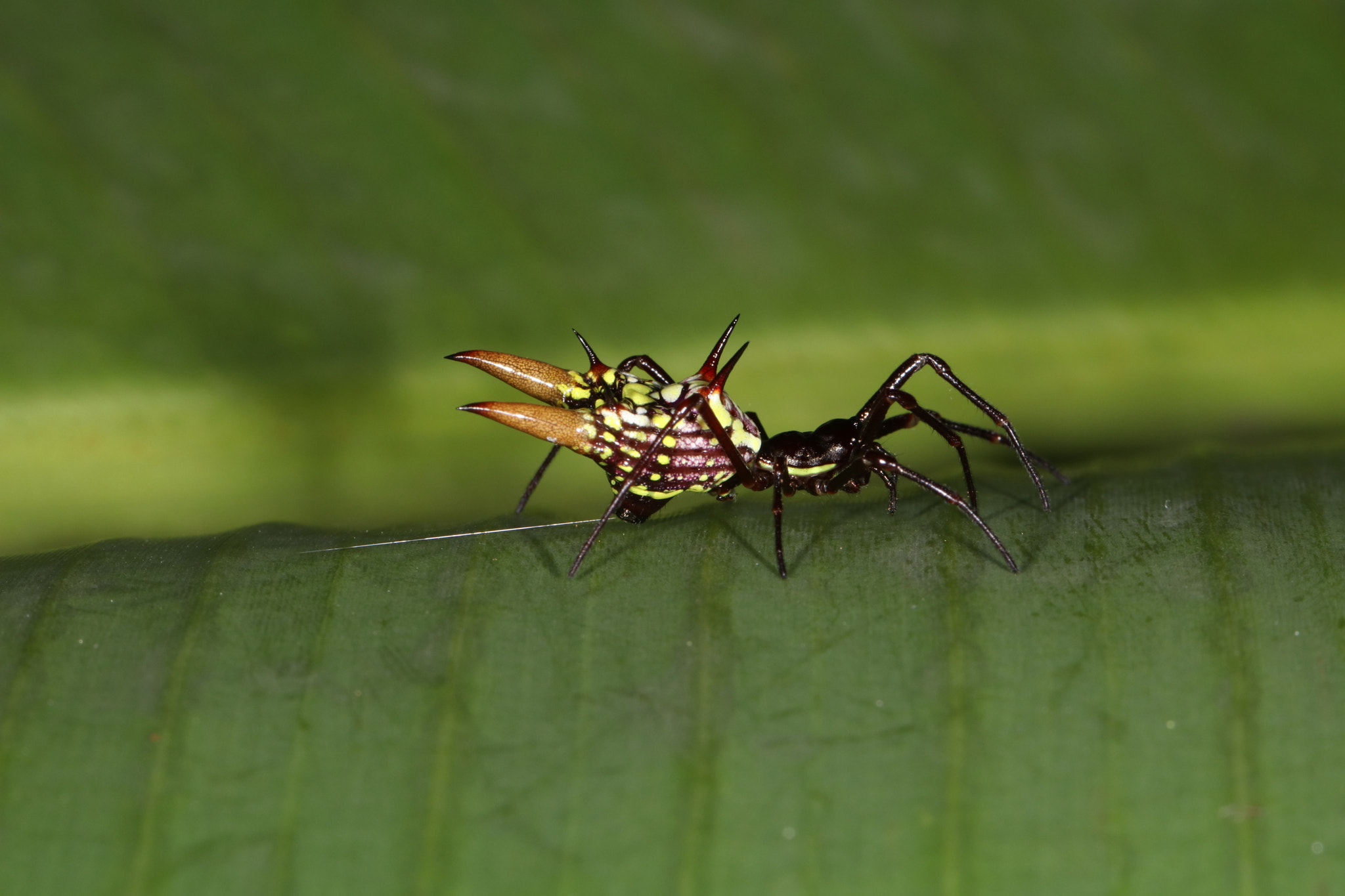Canon EF 100mm F2.8L Macro IS USM sample photo. Img photography