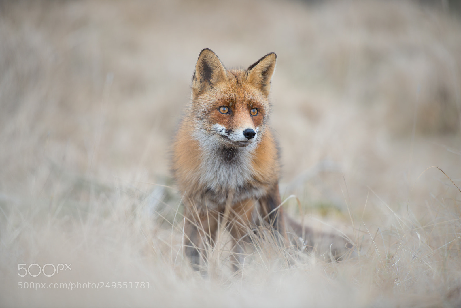 Nikon D800 sample photo. Soft fox photography