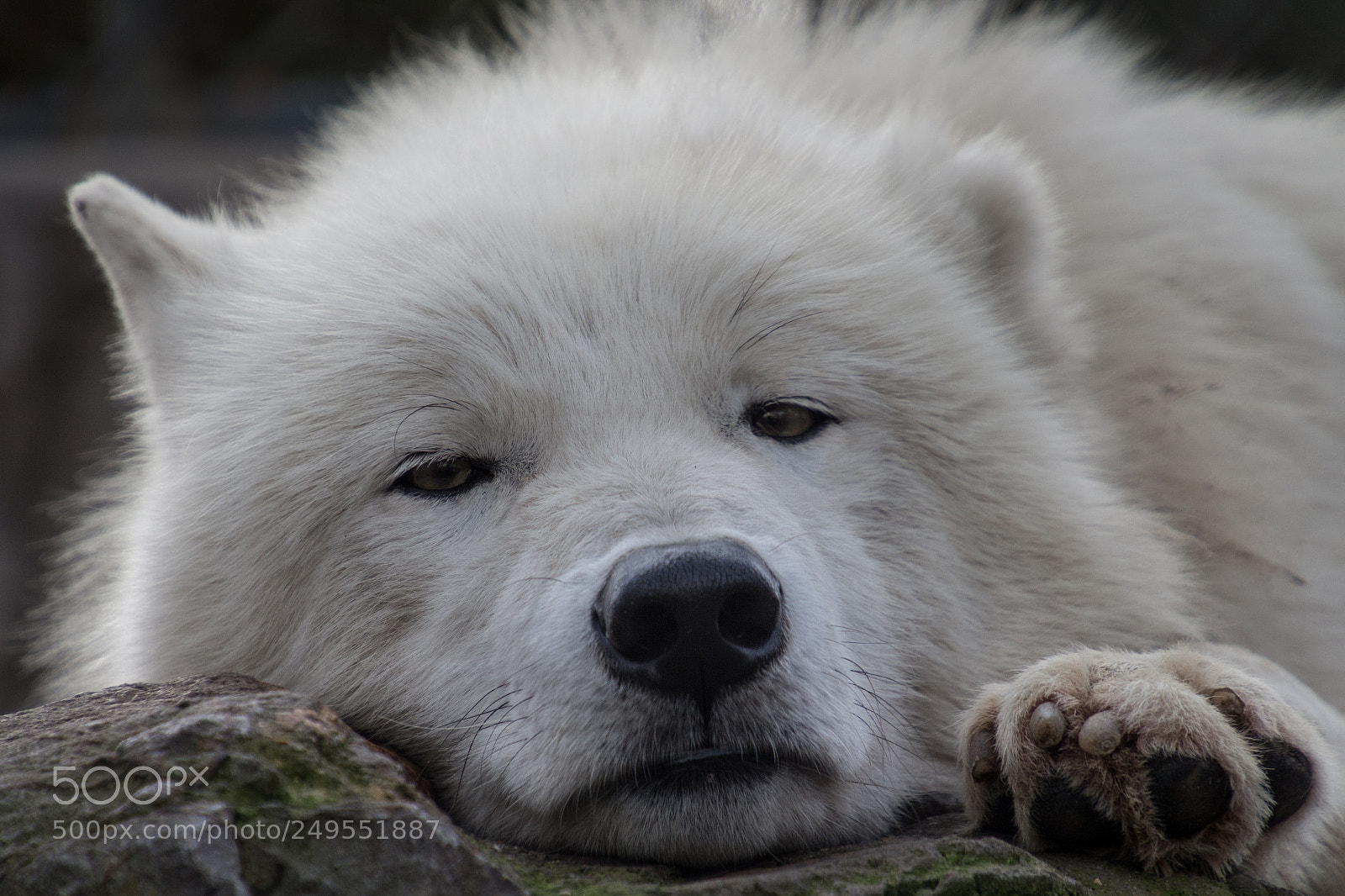 Canon EOS 700D (EOS Rebel T5i / EOS Kiss X7i) sample photo. So sleepy photography