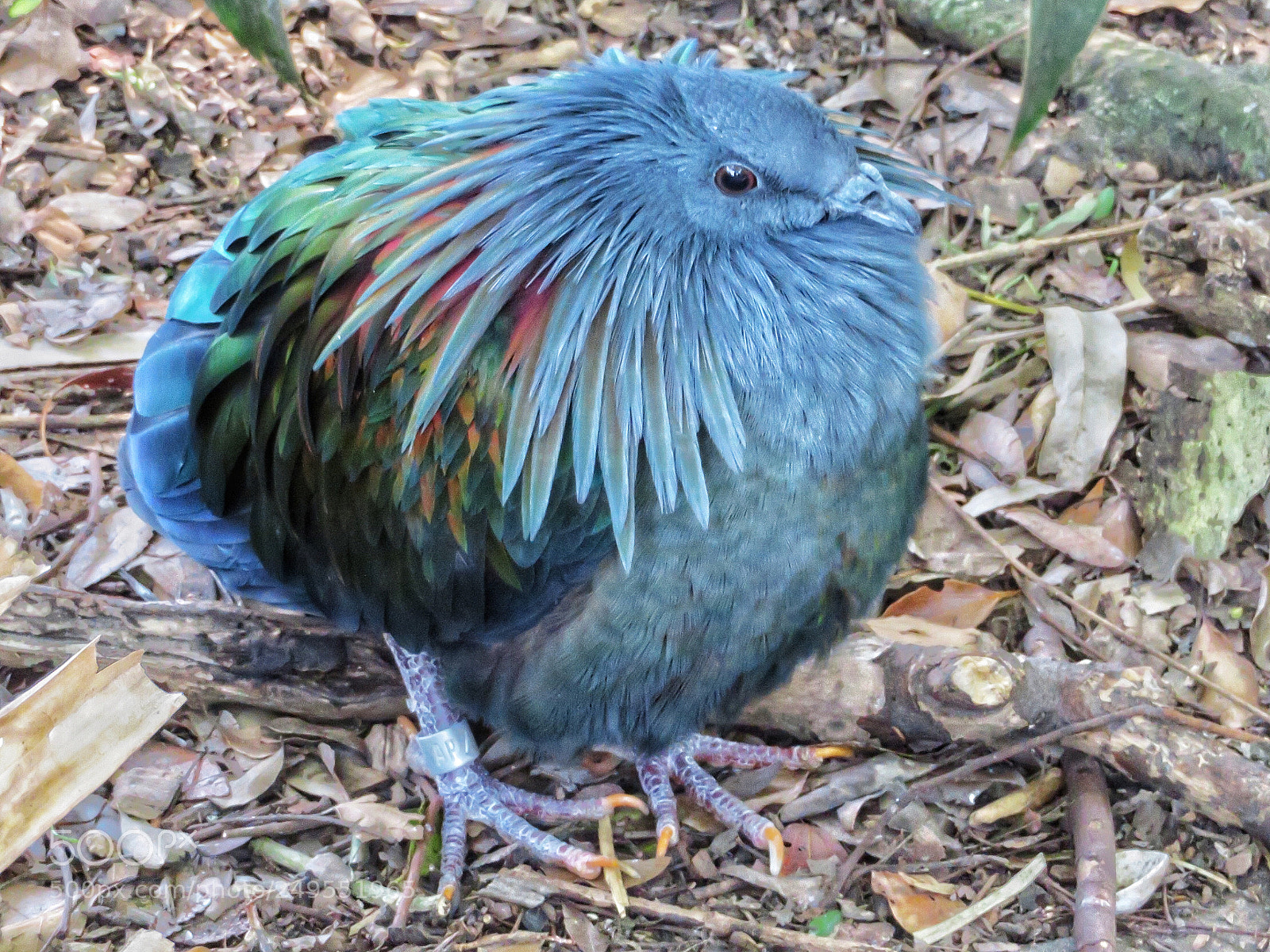 Canon PowerShot SX720 HS sample photo. Nicobar pigeon photography