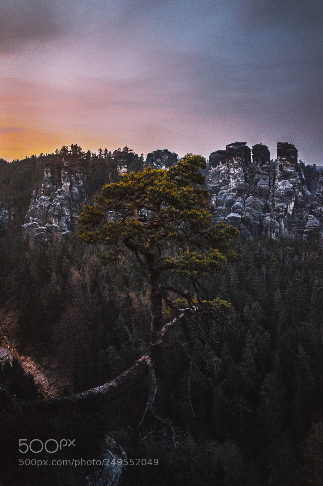Sony a7 II sample photo. Pinetree at sunset. photography