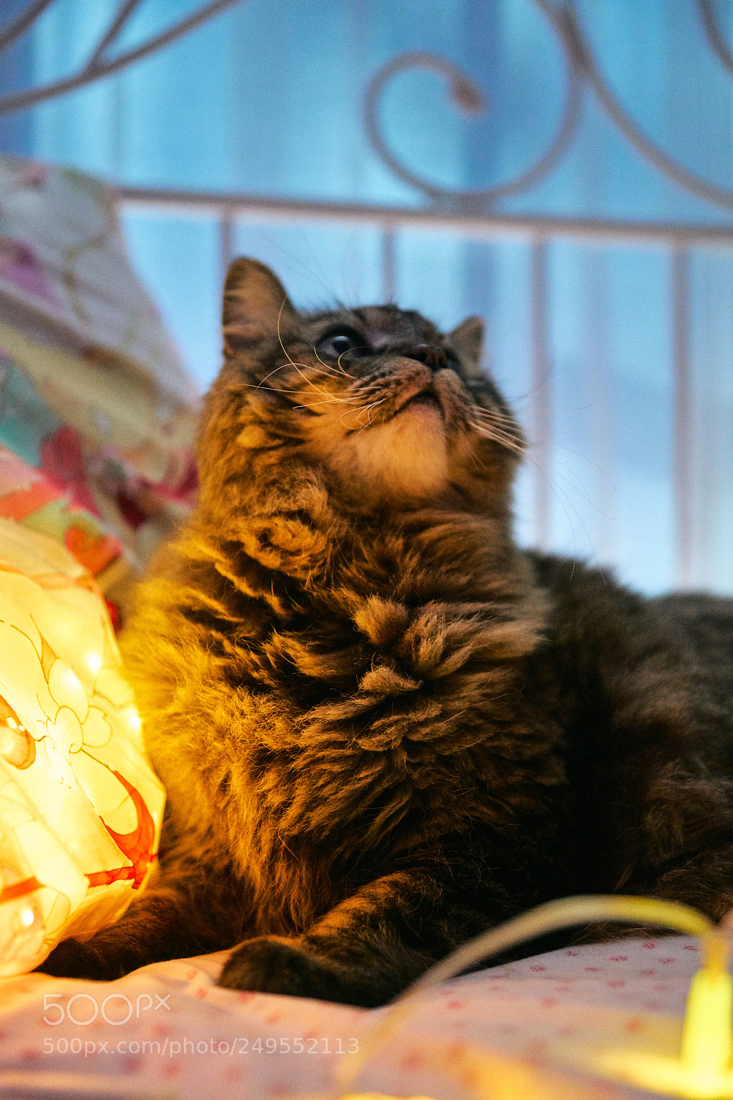 Sony a99 II sample photo. Cashmere cat photography