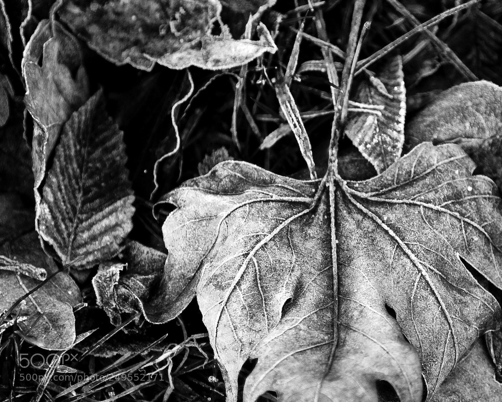 Canon EOS 7D sample photo. Leaves photography