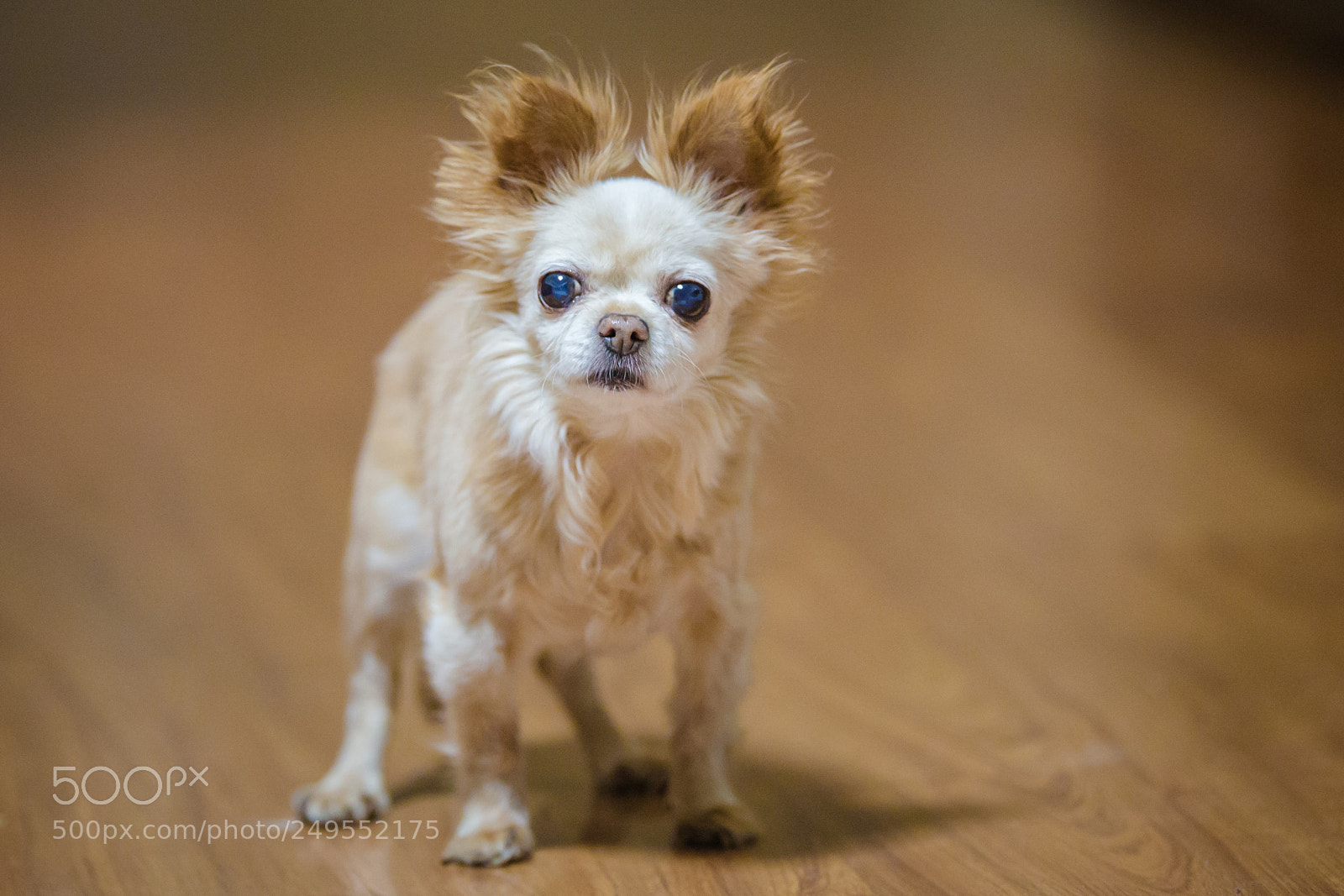 Canon EOS-1D X sample photo. Eos d x photography