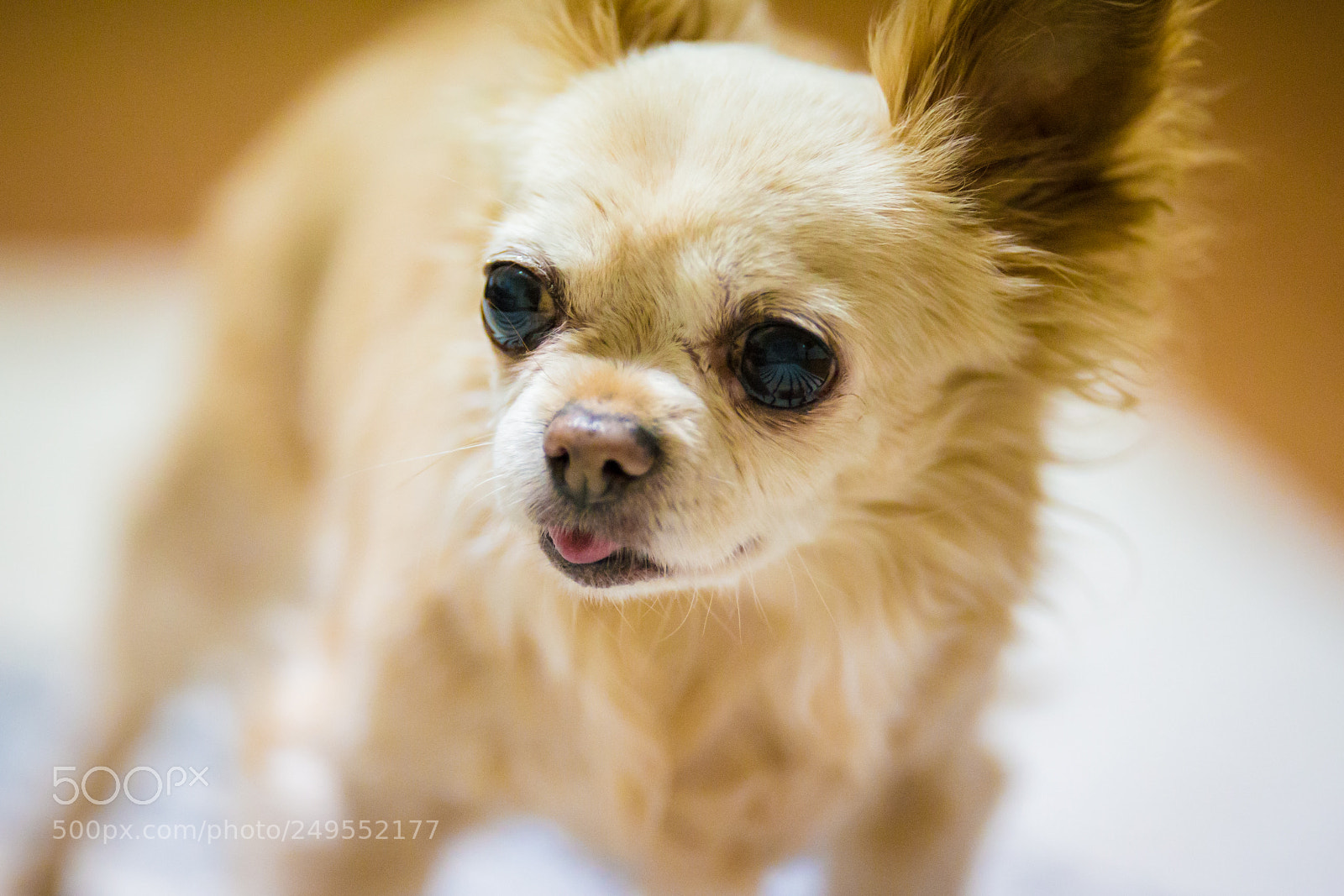 Canon EOS-1D X sample photo. Eos d x photography