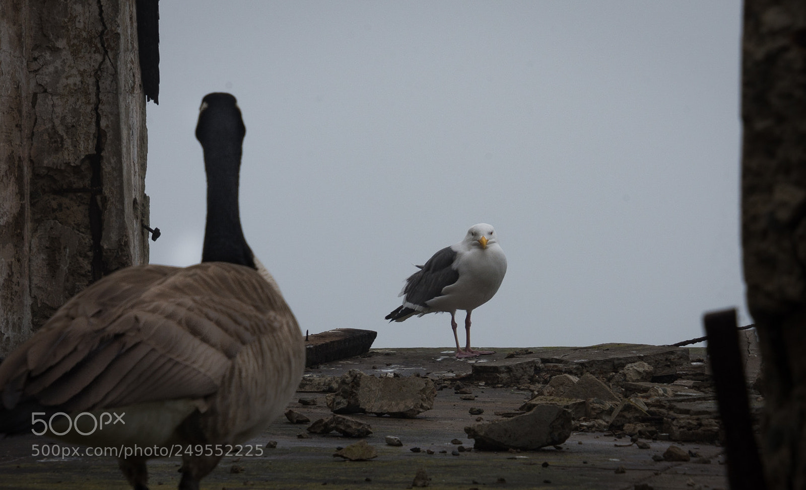 Nikon D7200 sample photo. Standoff photography