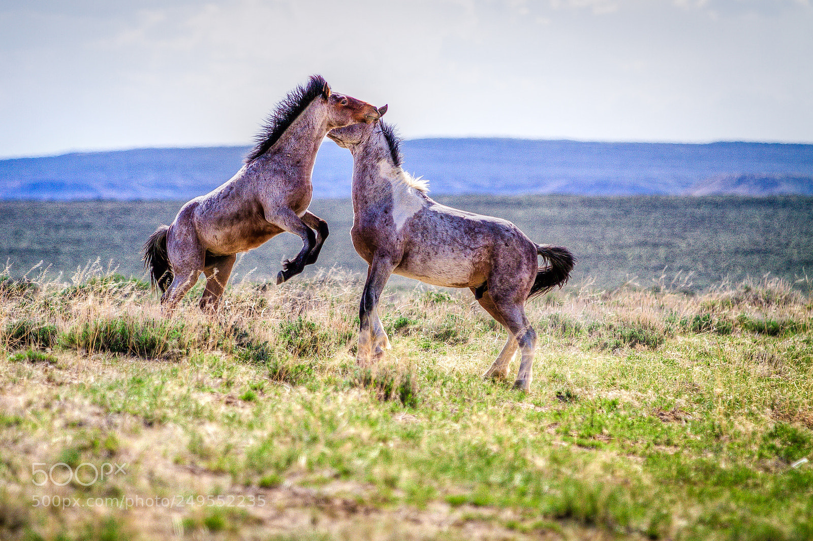 Canon EOS 7D sample photo. Mustangs photography