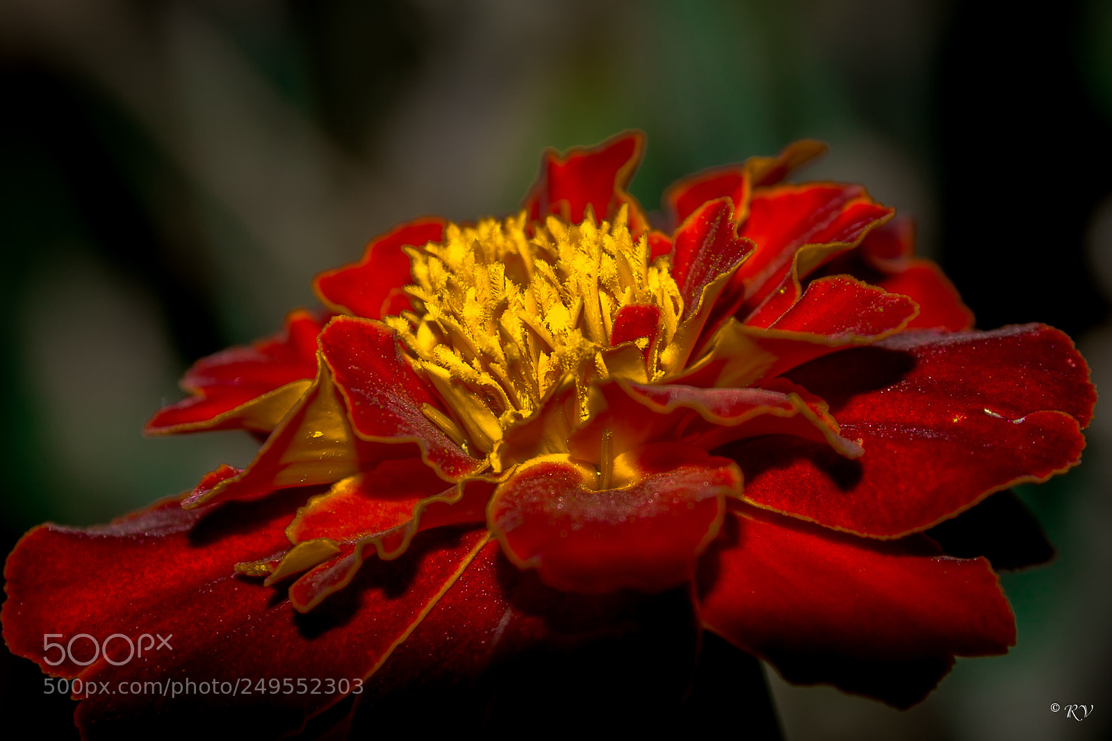 Nikon D7100 sample photo. Tagetes photography