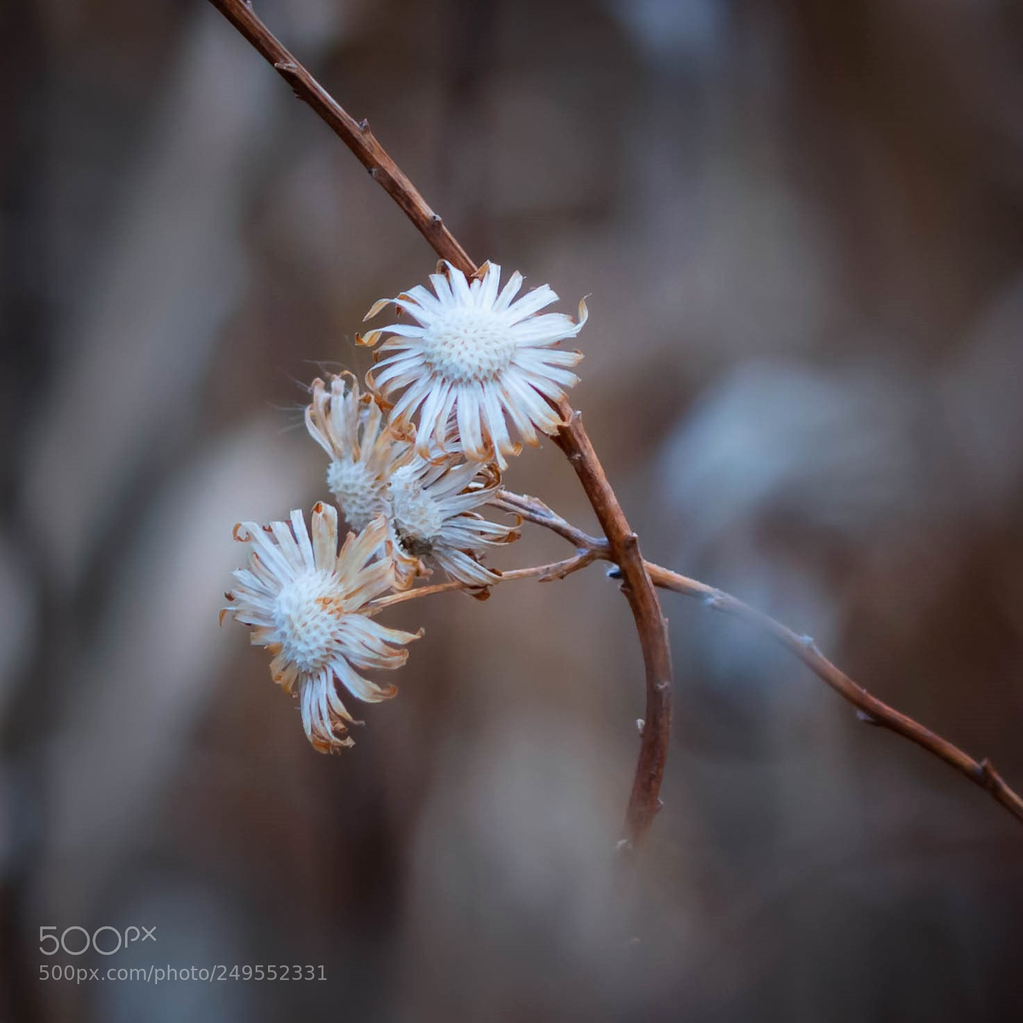 Canon EOS 100D (EOS Rebel SL1 / EOS Kiss X7) sample photo. Aster blues photography