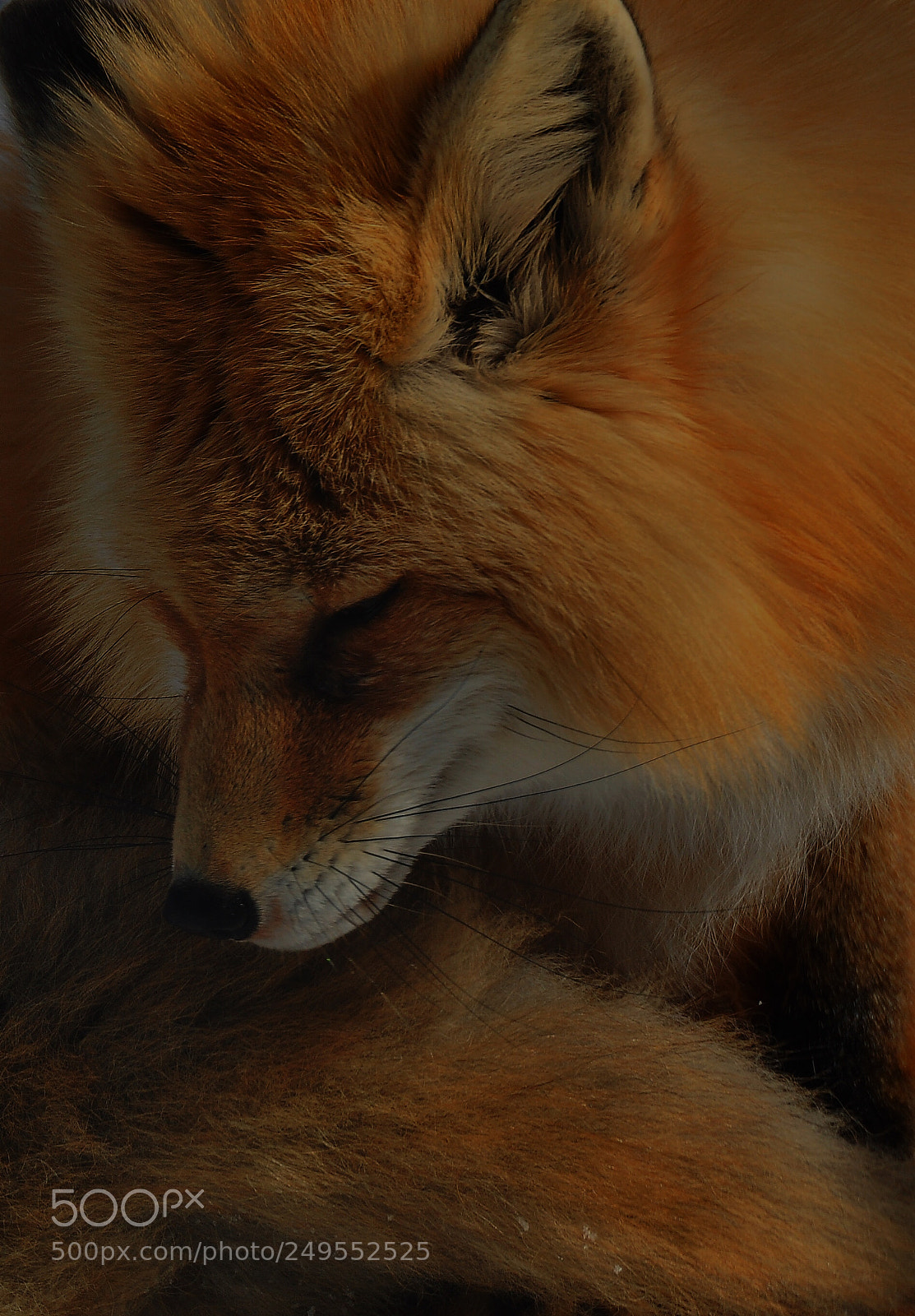 Nikon D90 sample photo. Red fox photography