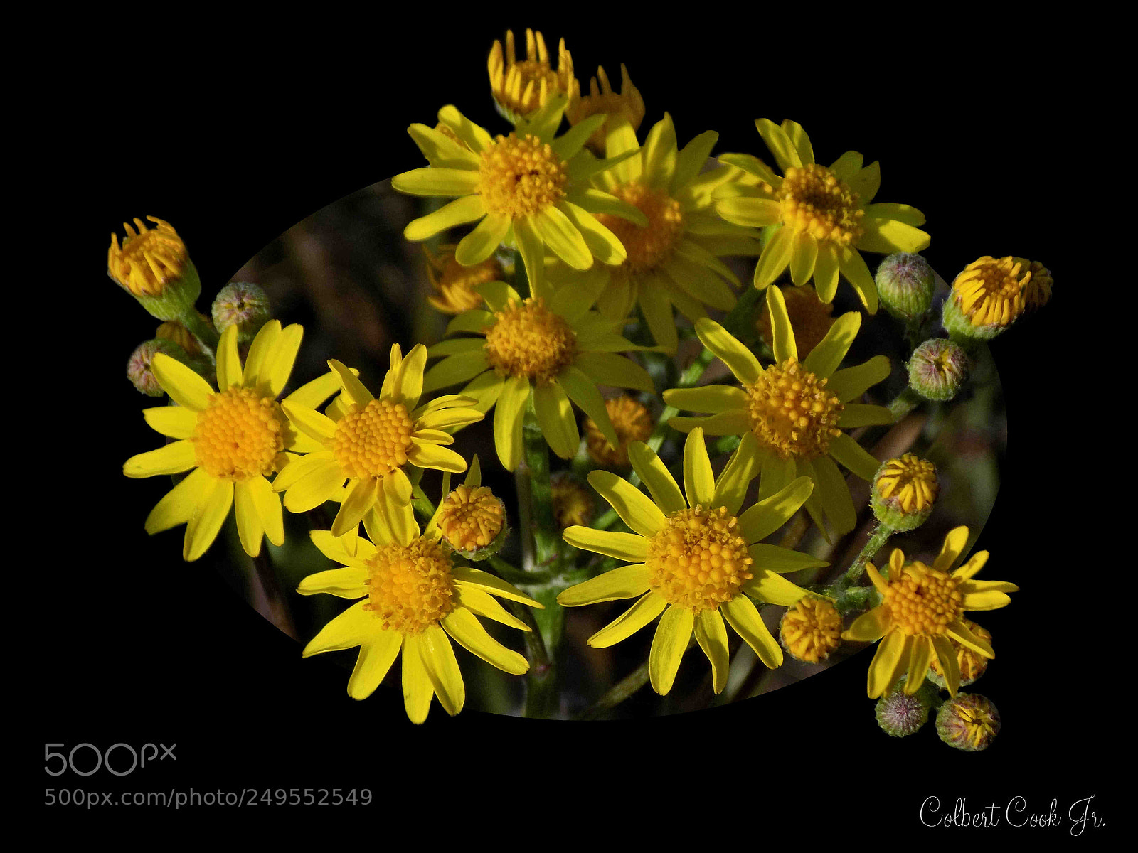 Nikon COOLPIX L340 sample photo. Yellow daisies photography
