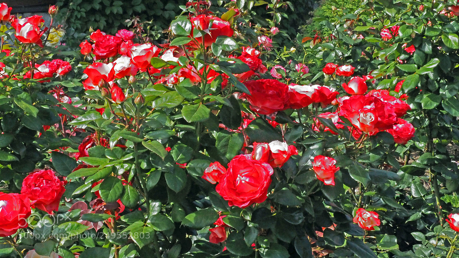 Olympus PEN E-PL7 sample photo. Olympus digital camera photography