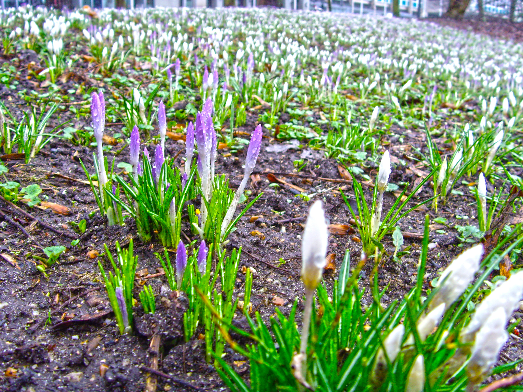 Samsung NV3,  VLUU NV3 sample photo. <samsung nv3, samsung vluu nv3> photography