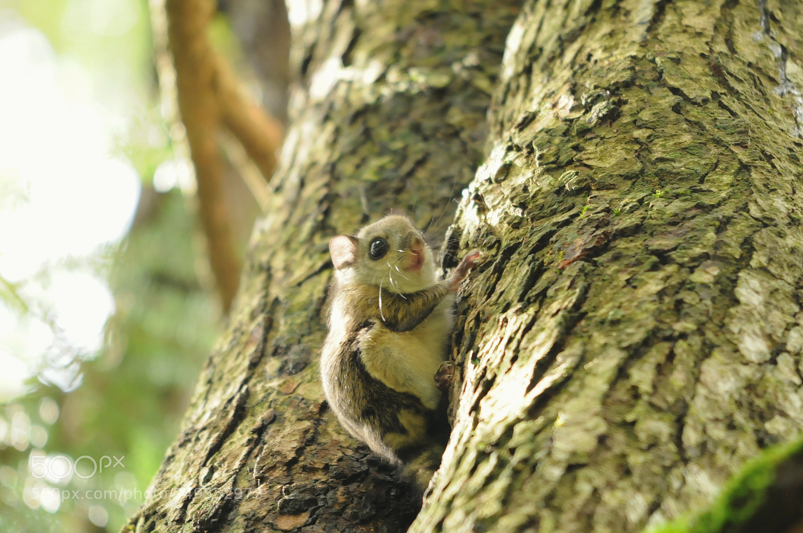 Nikon D300 sample photo. Momonga photography
