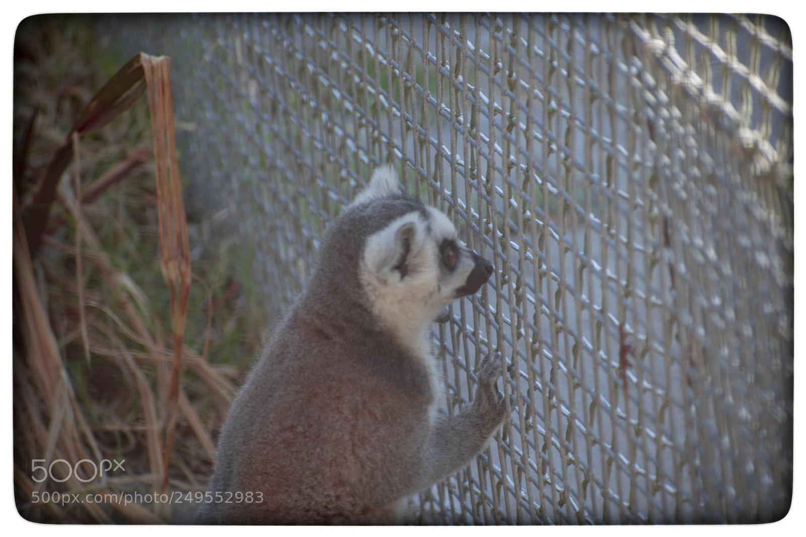 Nikon D5300 sample photo. Lemur photography