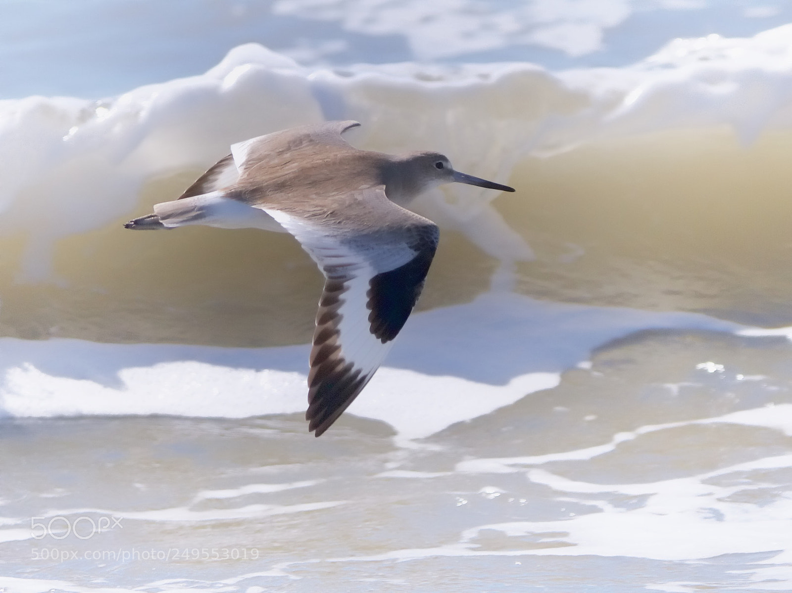 Canon EOS 7D sample photo. Sandpiper in flight photography