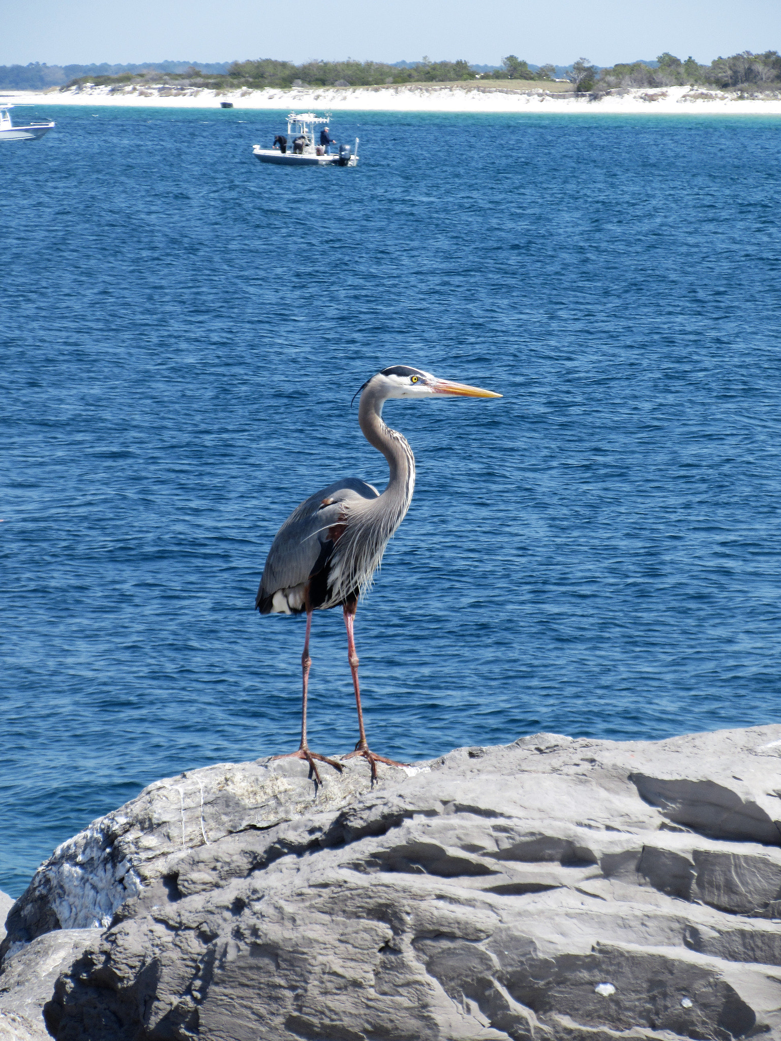 Canon PowerShot ELPH 360 HS (IXUS 285 HS / IXY 650) sample photo. Great blue heron photography