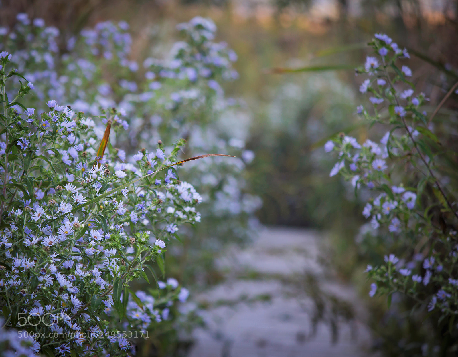 Canon EOS 100D (EOS Rebel SL1 / EOS Kiss X7) sample photo. Masses of asters photography