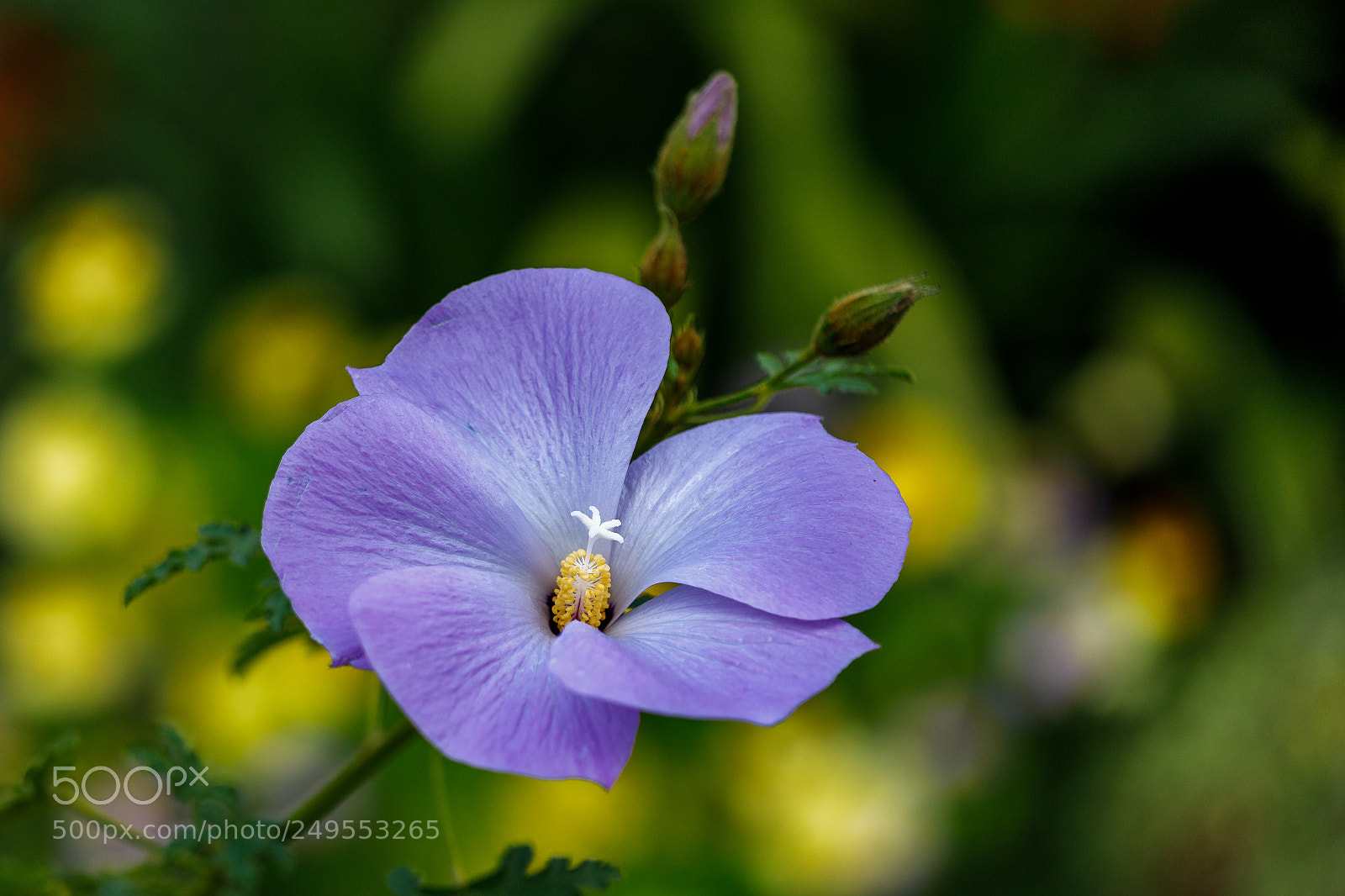 Canon EOS 6D Mark II sample photo. Beauty photography