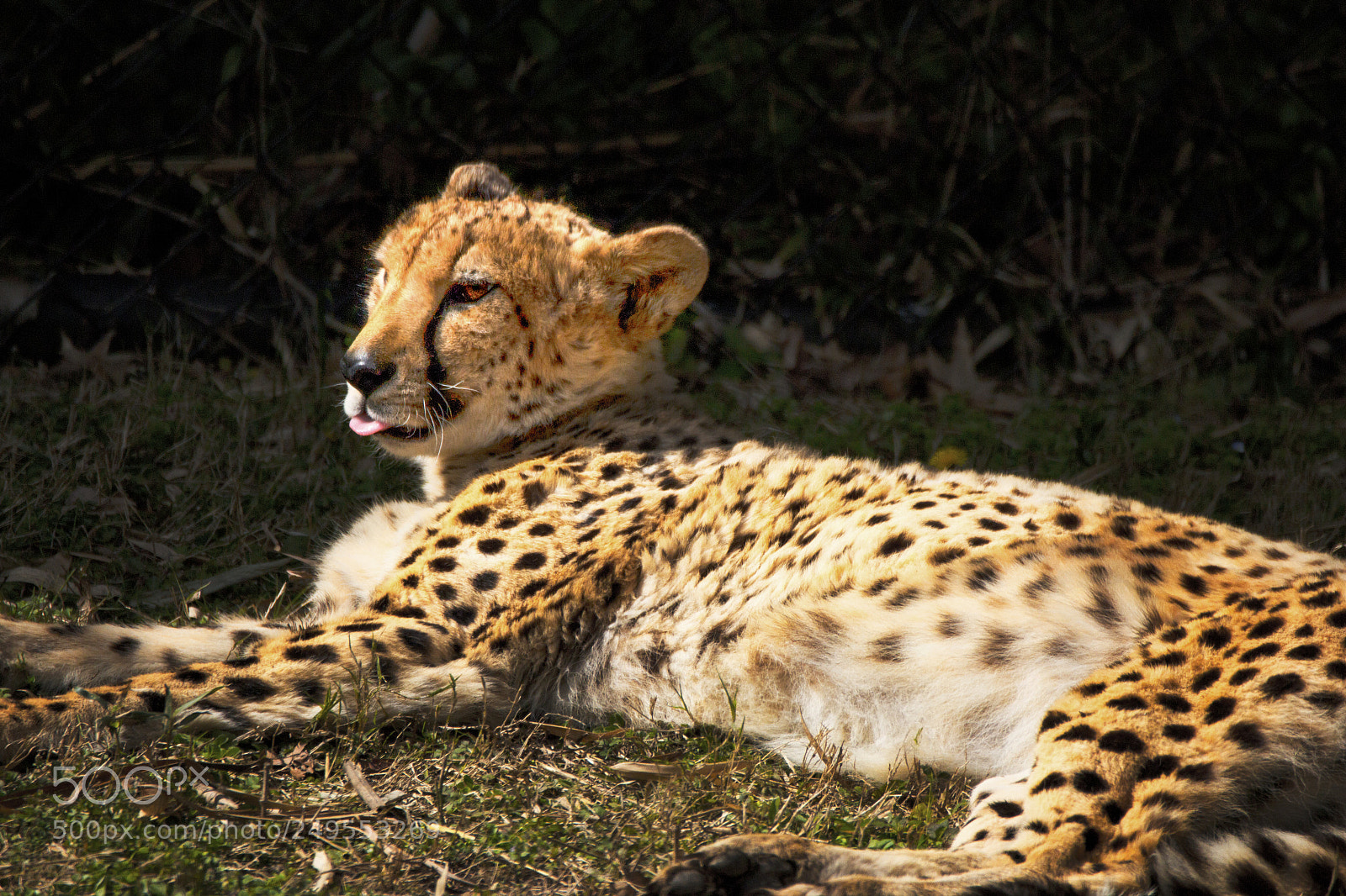 Canon EOS 70D sample photo. Sassy cheetah photography