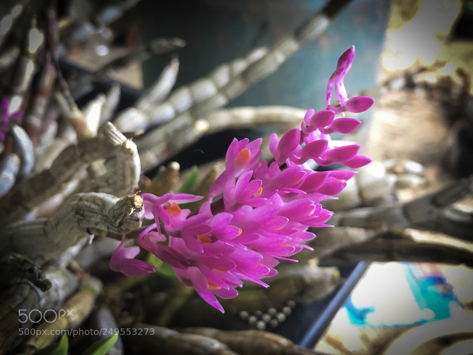 Apple iPhone 6s Plus sample photo. Dendrobium secundum photography