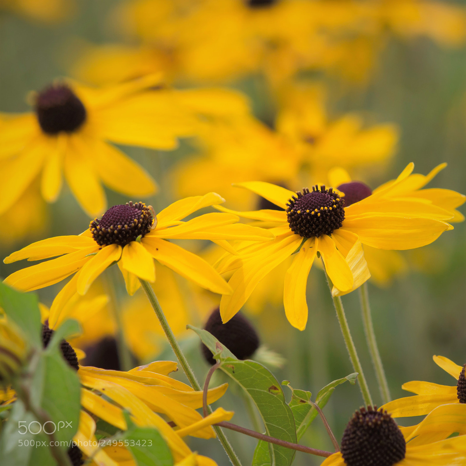 Canon EOS 100D (EOS Rebel SL1 / EOS Kiss X7) sample photo. Black-eyed susan summer photography