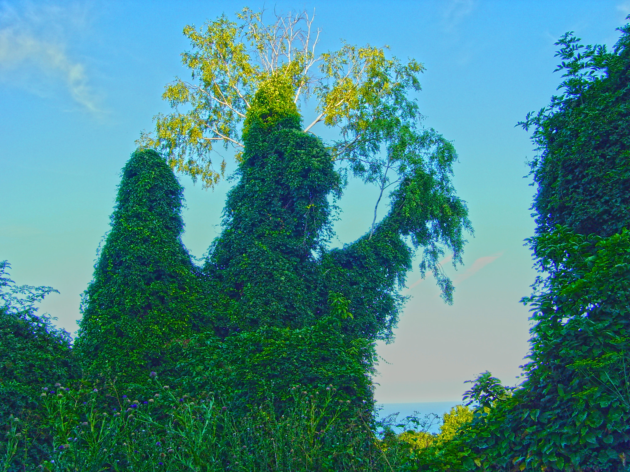 Samsung NV3,  VLUU NV3 sample photo. Forest at black sea shore photography