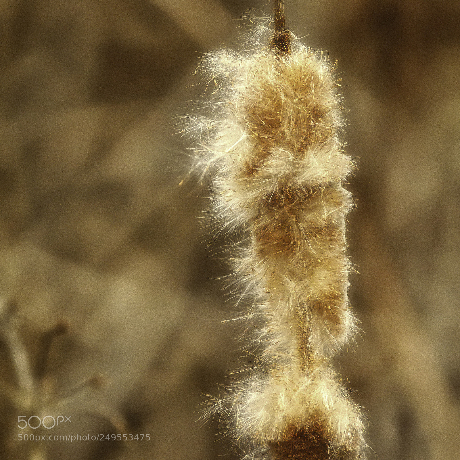 Canon EOS 100D (EOS Rebel SL1 / EOS Kiss X7) sample photo. Copper cattail photography