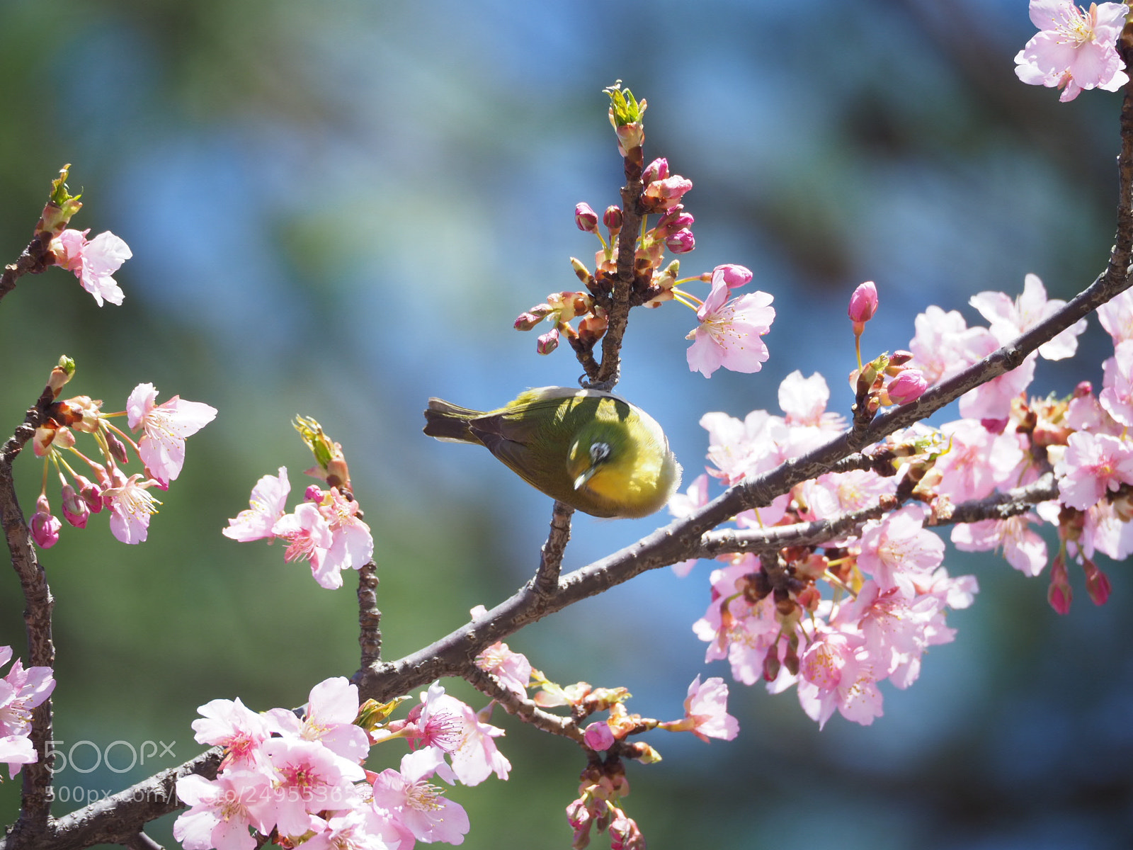 Olympus OM-D E-M1 Mark II sample photo. Lovely bird photography