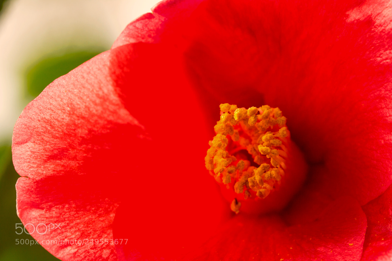 Canon EOS 60D sample photo. Camellia flower photography