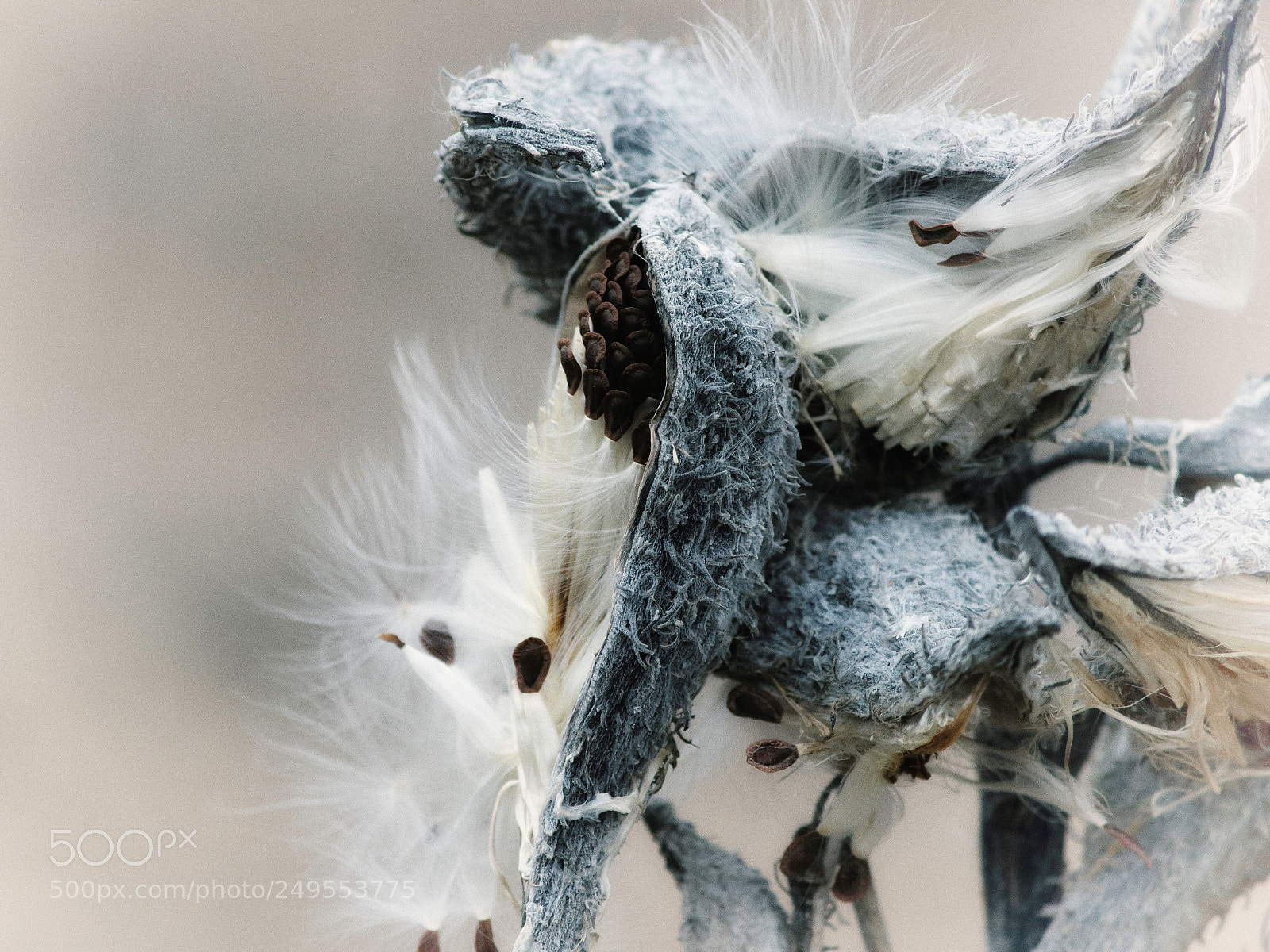 Canon EOS 100D (EOS Rebel SL1 / EOS Kiss X7) sample photo. Milkweed 'n seeds photography