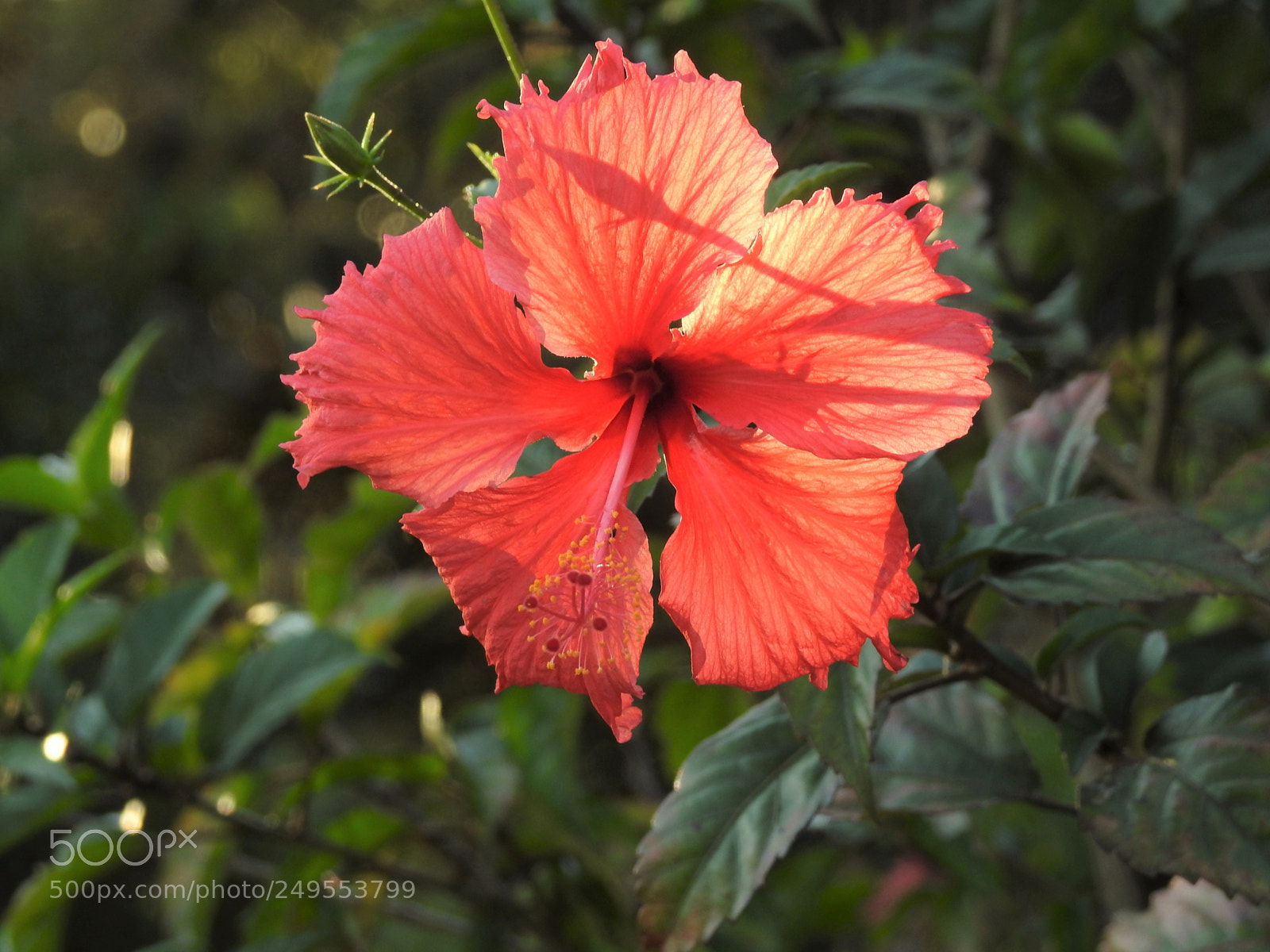 Nikon Coolpix P900 sample photo. Vermelha photography