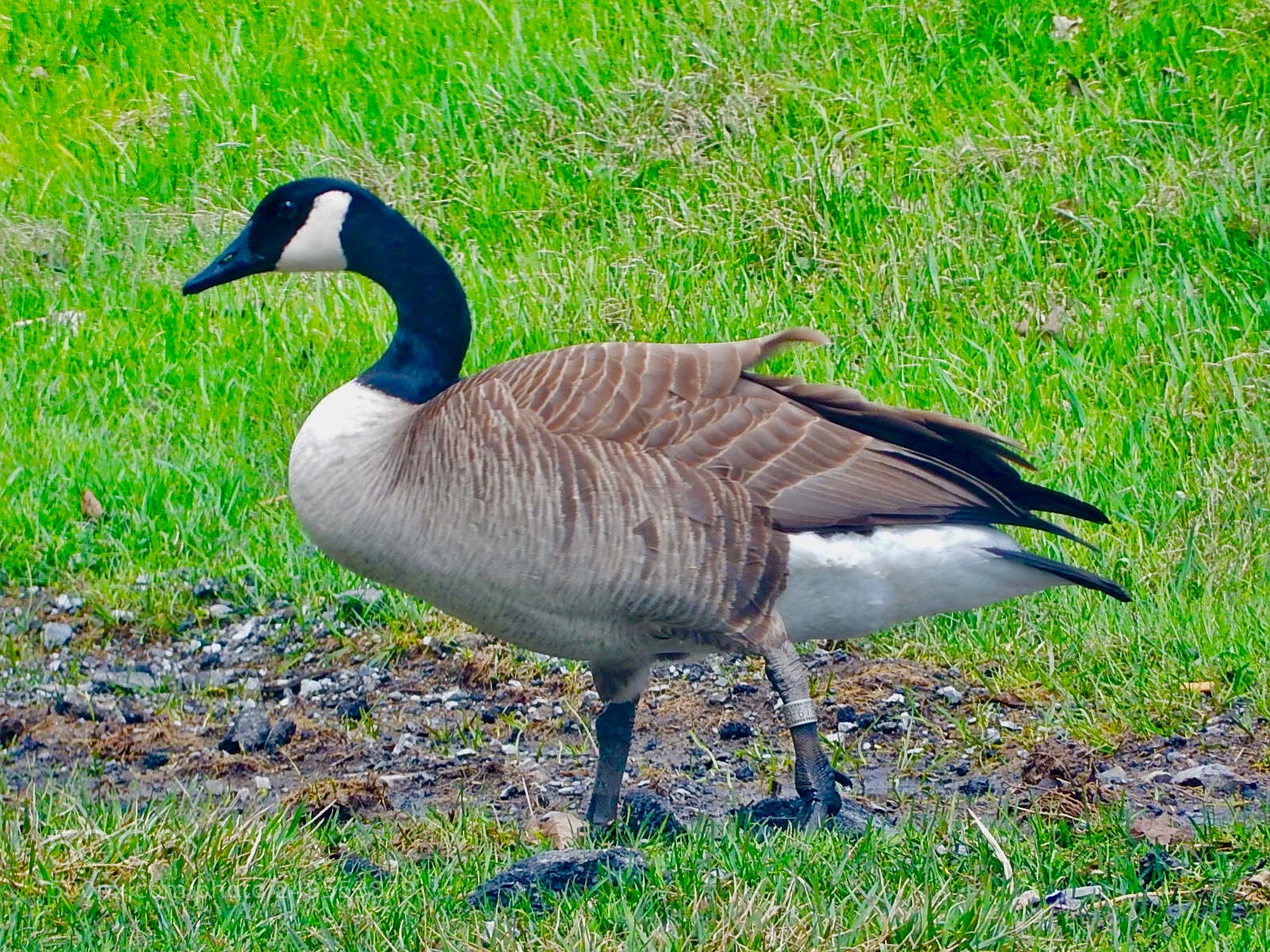 Nikon Coolpix S9900 sample photo. Quack quack photography