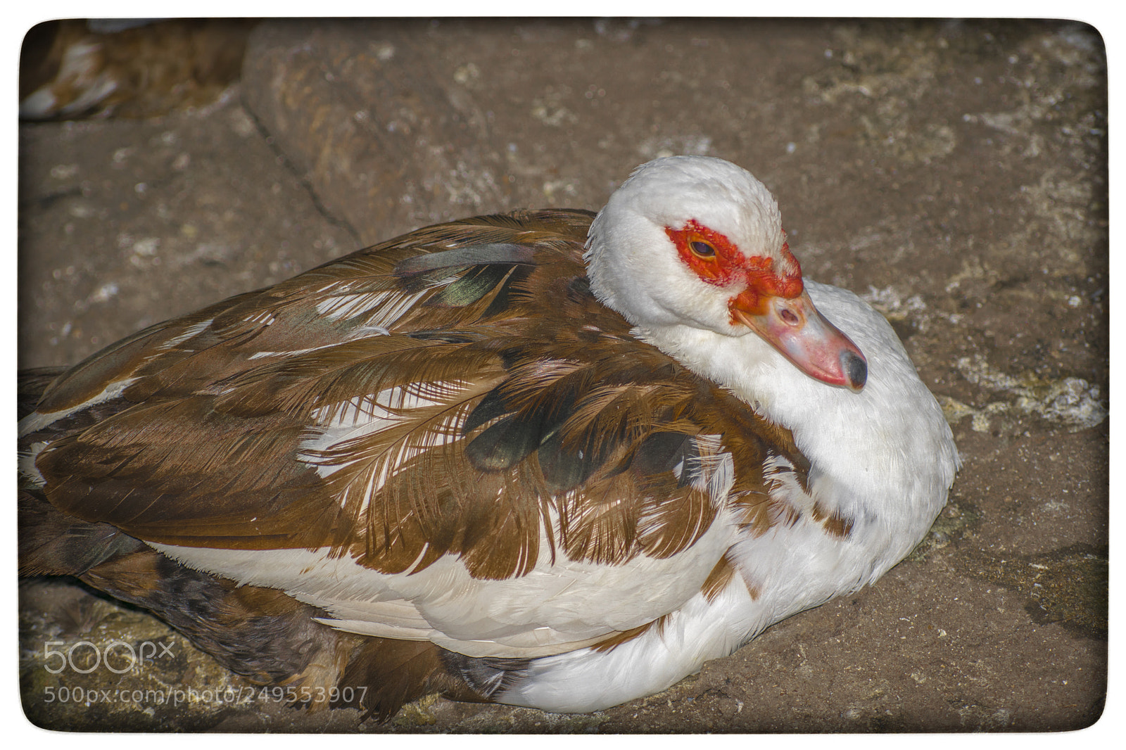 Nikon D5300 sample photo. Pato fiaca silvestre. photography