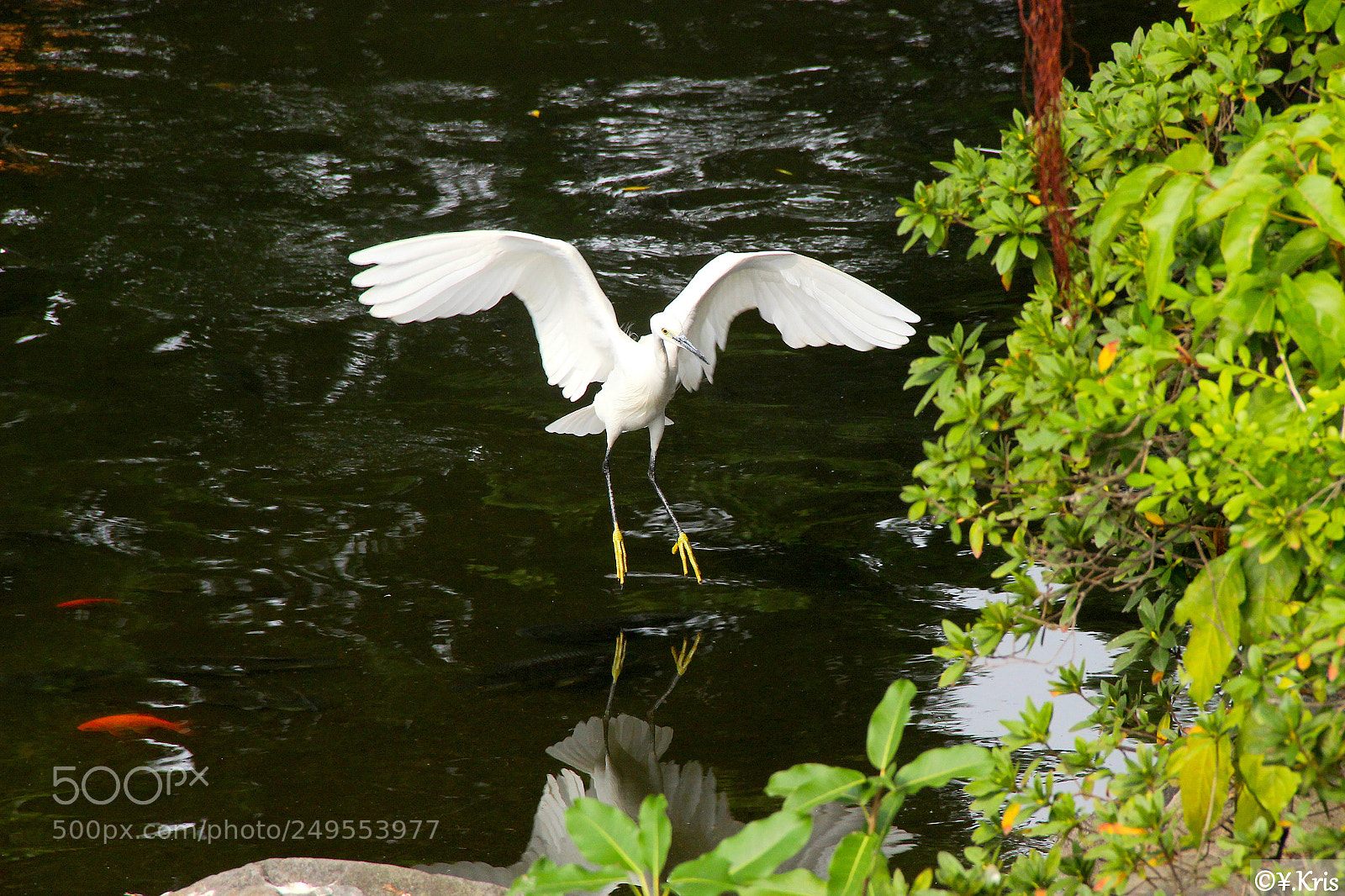 Canon EOS 600D (Rebel EOS T3i / EOS Kiss X5) sample photo. Egret landing photography