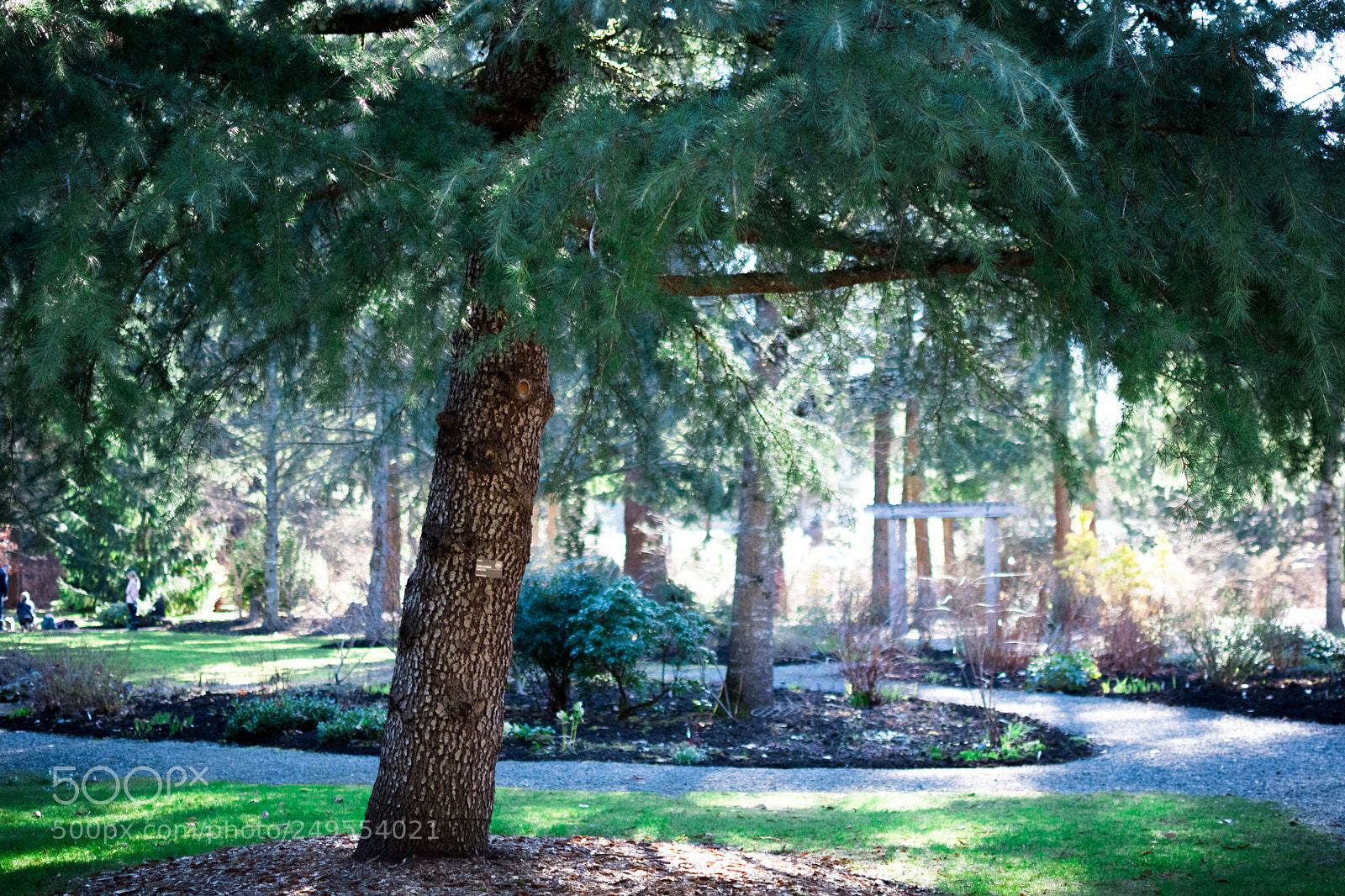 Nikon D7500 sample photo. Tree in park photography