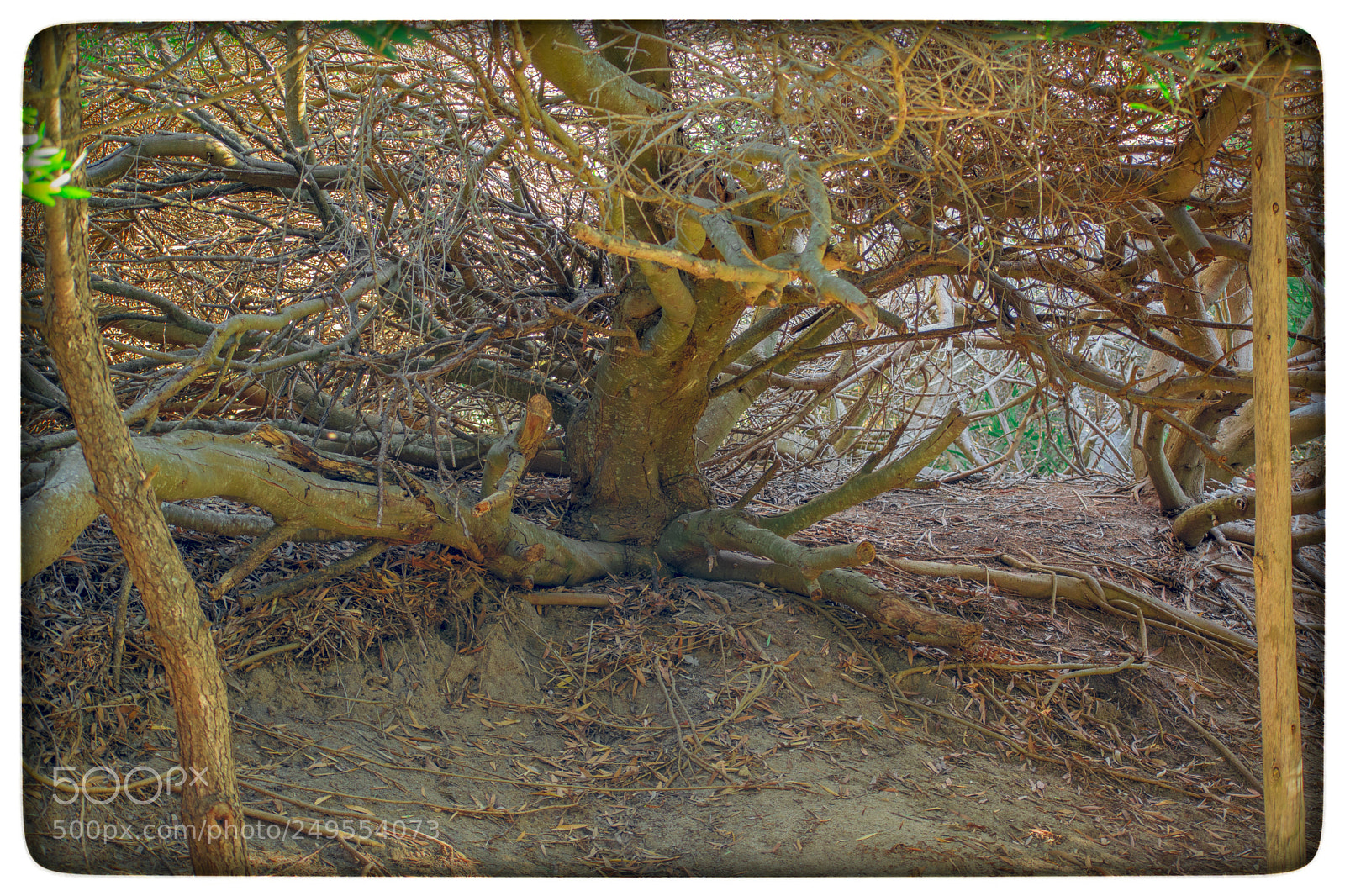 Nikon D5300 sample photo. Rbol hendido por el photography