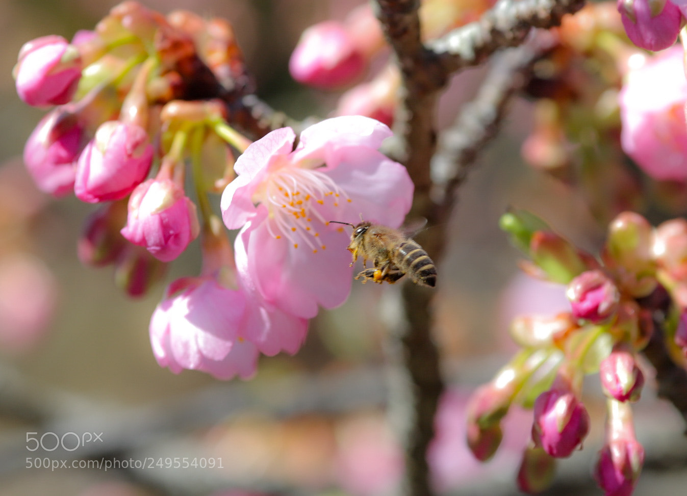 Canon EOS 6D Mark II sample photo. Untitled photography
