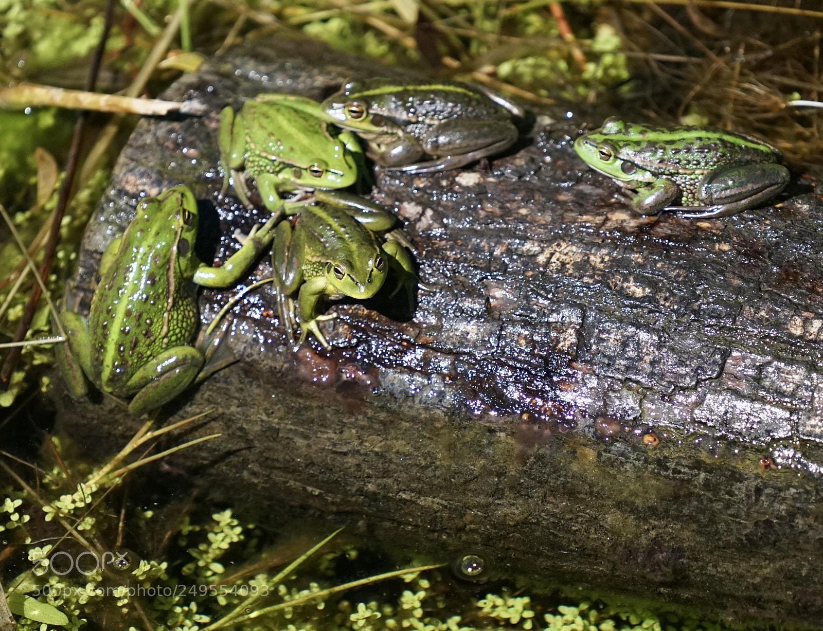 Sony a7 sample photo. Croak photography